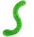 Keycraft - Beadz Alive Snake - Grn