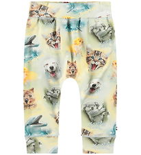 Molo Sweatpants - Sammy - Smiling Cubs