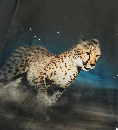 Molo Bluse - Rube - Cheetah Run