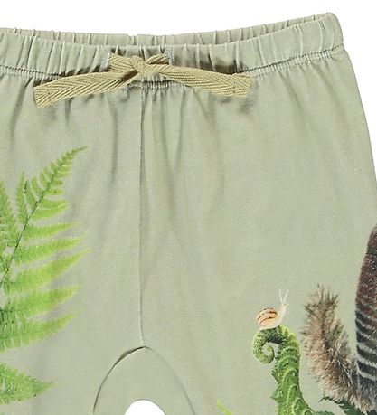 Molo Bukser - Sabb - Fern Climbers