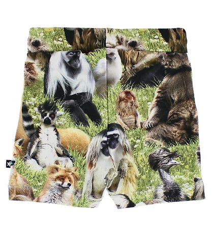 Molo Shorts - Simroy - Hairy Animals