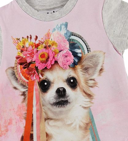 Molo T-shirt - Erin - Chihuahua