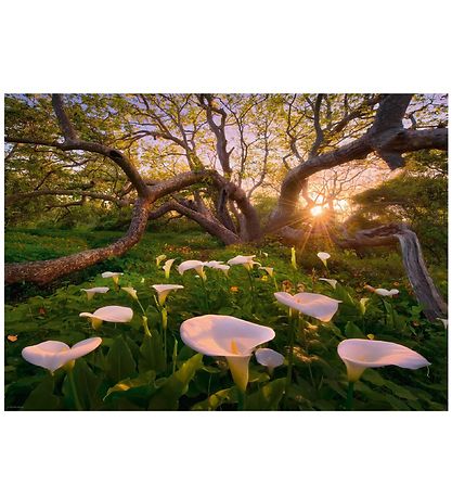 Heye Puzzle Puslespil - Calla Clearing - 1000 Brikker