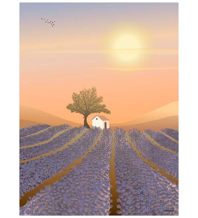 Image of Vissevasse Plakat - 30x40 - Lavender Field (244804-2607323)