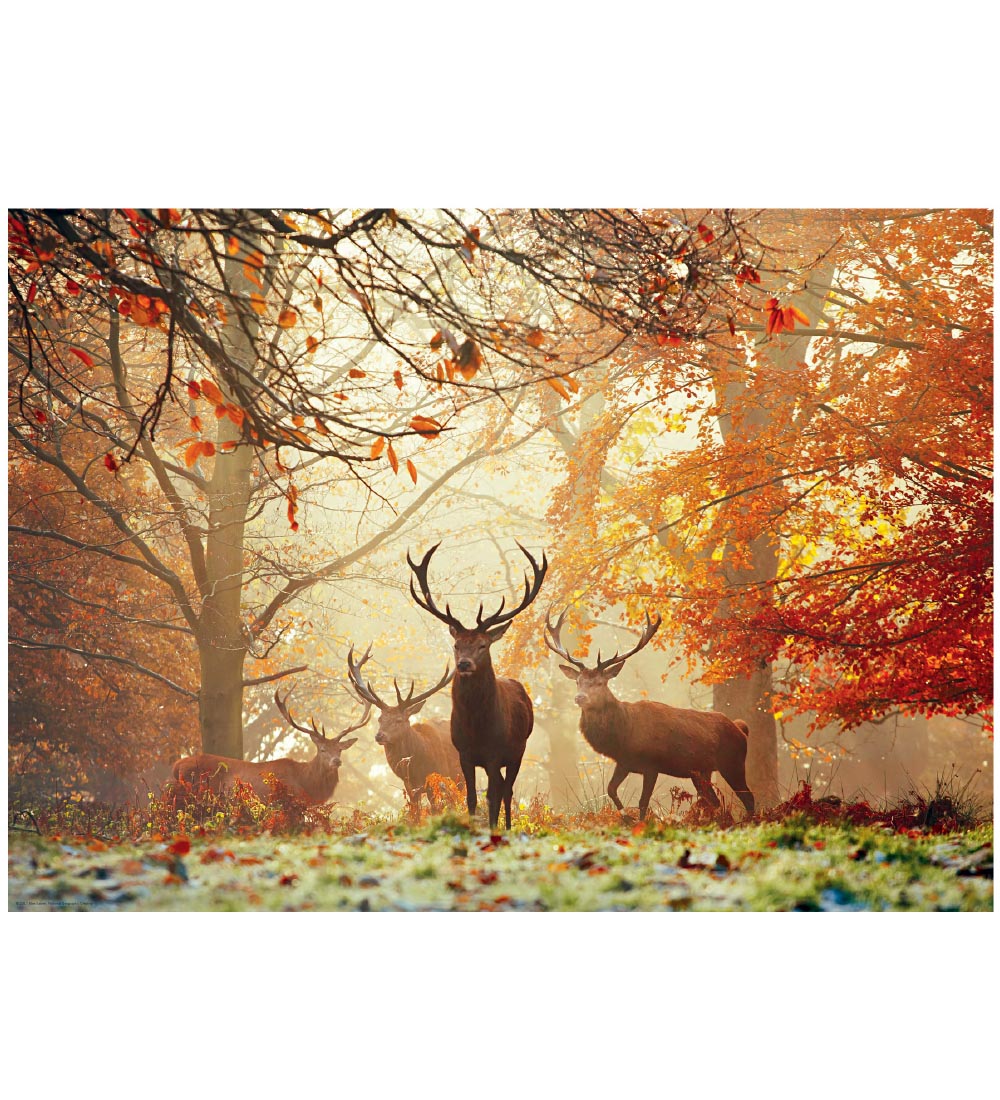 Heye Puzzle Puslespil - Stags - 1000 Brikker