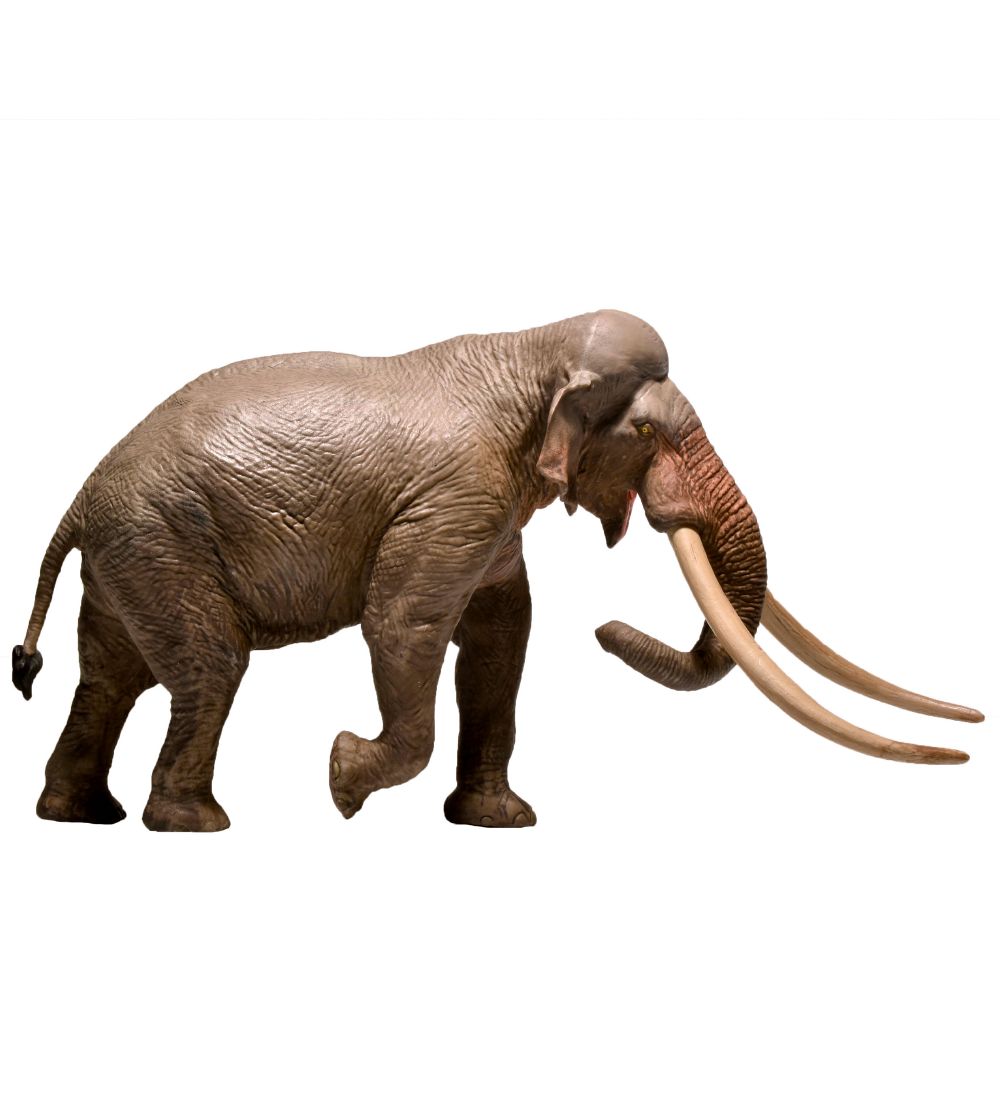 Eofauna - 12,5 x 24 cm - Straight-tusked Elephant